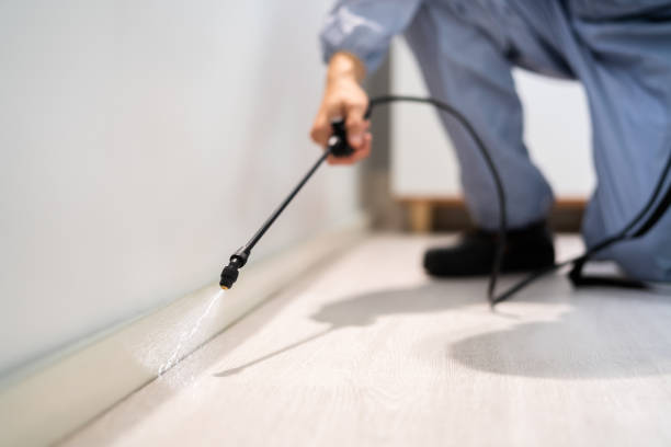 Professional exterminator conducting IPM assessment in Minden